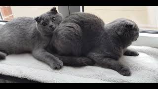 Там где мама лучшее место на земле ❤ by Cats Lika and Tom 81 views 6 months ago 2 minutes, 3 seconds