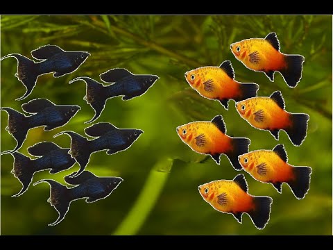 Video: ¿Pueden los peces platy vivir solos?