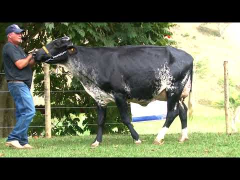 LOTE 3   1031AX -  4º LEILÃO FAMÍLIAS - DOMINGO, 13 DE JUNHO, 10HS - REMATEWEB PLUS