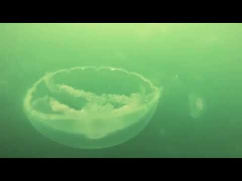 Video: Aurelia jellyfish: piav qhia, cov ntsiab lus nta, luam tawm. Aurelia - eared jellyfish