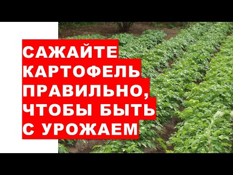 Do not plant such potatoes! Otherwise, you will be left without a harvest.