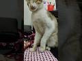 “Cat ka gussa level MAX 😡🐱” hme he mar raha hai aaj do 😲😲#cat #comedy #cute #study #funny