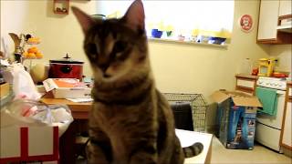 Shampooting The Carpet