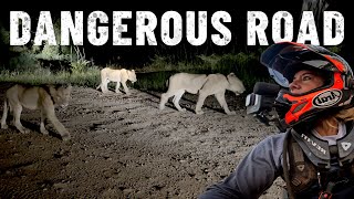 Dangerous Roads In Zambia Lions Everywhere S7-E91