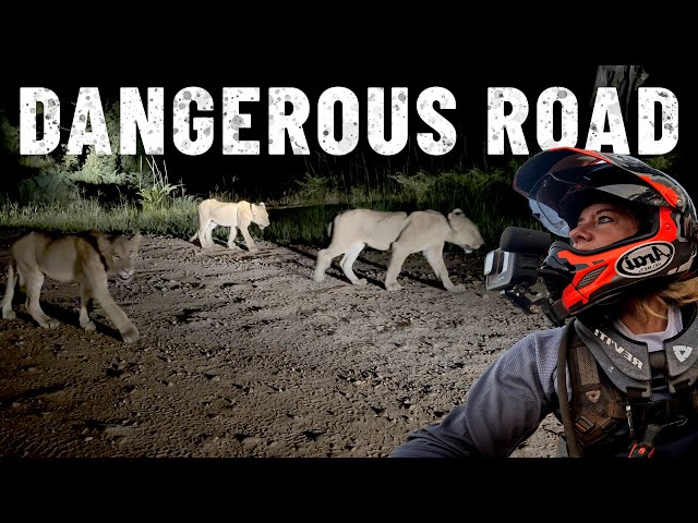 Dangerous roads in ZAMBIA 🇿🇲 LIONS everywhere! [S7-E91] class=