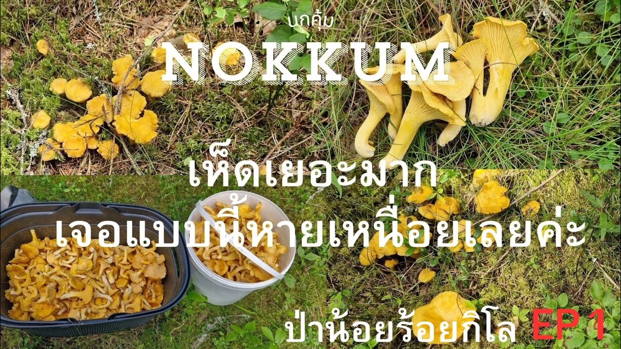 เห็ดเยอะมาก เก็บเห็ดป่าน้อยร้อยกิโลครั้งที่1 เห็ดเหลืองเต็มป่า แบบนี้หายเหนื่อยเลยค่ะ