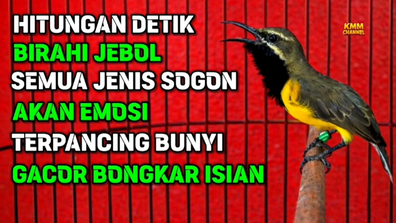 Penjebol birahi‼️ Pancingan bunyi sogon bahan agar emosi ngleper