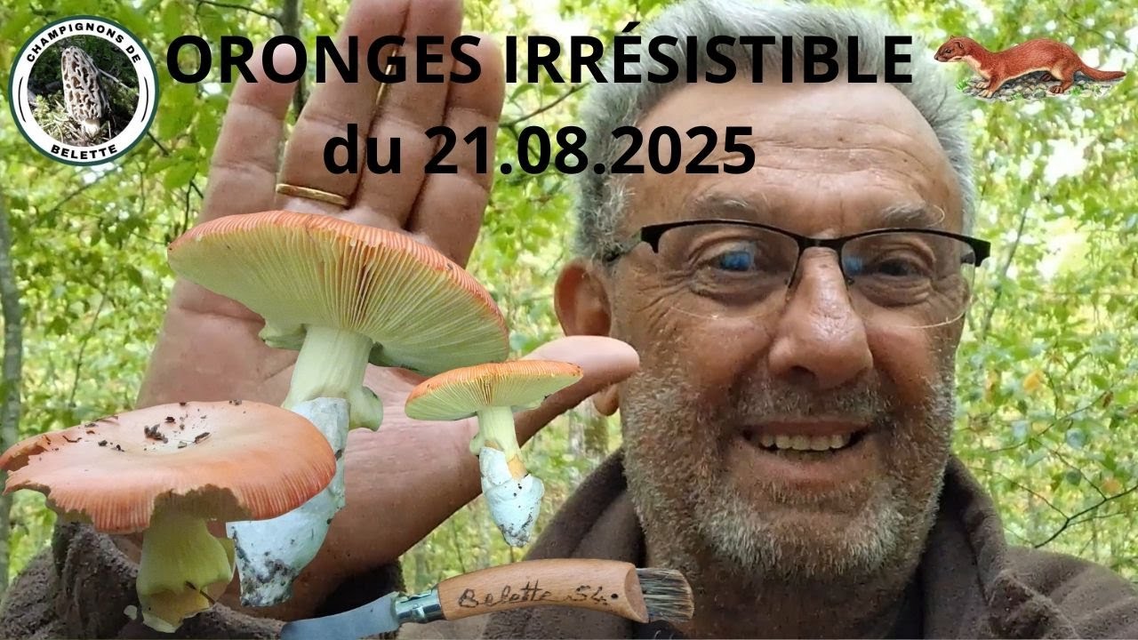 𝗢𝗥𝗢𝗡𝗚𝗘𝗦  𝗜𝗥𝗥É𝗦𝗧𝗜𝗕𝗟𝗘𝗦🌳🍄🌳