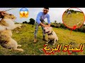 العيش الحر كلبي يصطاد أرنب دخلنا لمستنقع بالقارب في منتصف اليل وكانت الموفاجئة العيش الحر كلبي يصطاد أرنب دخلنا لمستنقع بالقارب في منتصف اليل وكانت الموفاجئة