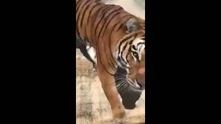 Alexander Lacey Behind the Scenes with Tigers in Pool - Ringling Bros. and Barnum & Bailey