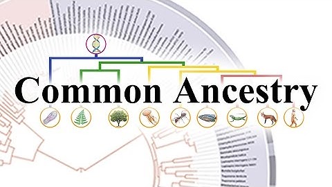 Why Evolution is True - Part 3: Common Ancestry