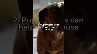 Embarking on an adventure through the world of pet supplies!