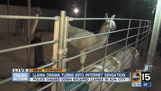 llama drama turns to internet sensation