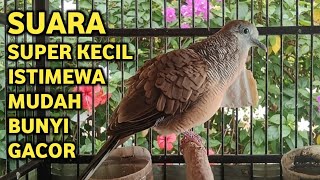 Download Lagu Perkutut Lokal Gacor Suara Super Kristal - Pancingan Malas Bunyi  (99%AMPUH BANGET) MP3
