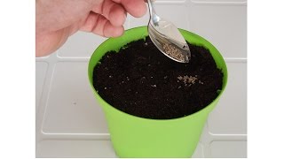 How to plant Herb Seeds - Indoor or Outdoor Gardening