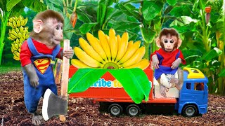 Monkey Bi Bon harvests Banana with daddy at the garden and drinks smoothy so cool