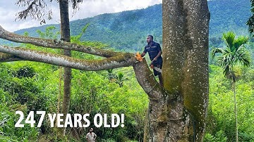 Cutting Down A Giant Tree 🌳 With Strongest Chainsaw 🙄 in the Huge Mountain 🏕