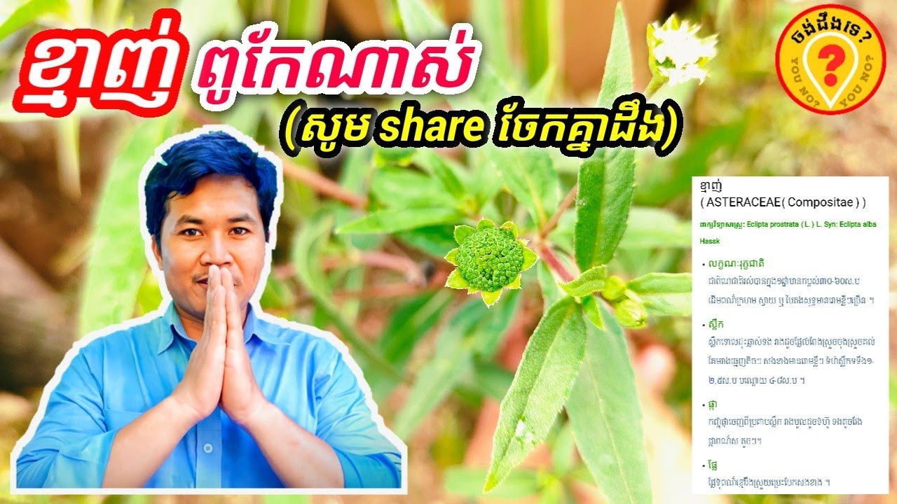 Advantages of False daisy plants អត្ថប្រយោជន៍របស់ដើមខ្មាញ់