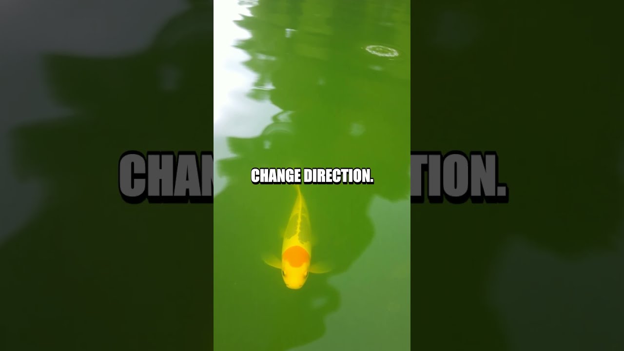 Intriguing Light Refraction Experiments You Can Try At Home