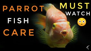 parrot fish care guide : 10 things you should know about parrot fish : How to care parrot fish