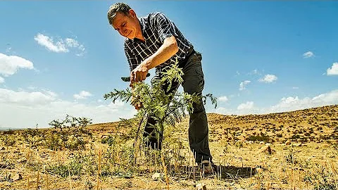 DER WALDMACHER | Trailer deutsch german [HD]