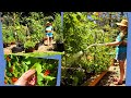 *HOW TO PRUNE &amp; CLONE TOMATO PLANTS- COMPANION FLOWERS FOR GARDEN &amp; BENEFIT’S*