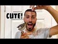 RESCUED BABY BIRD From The STREET!