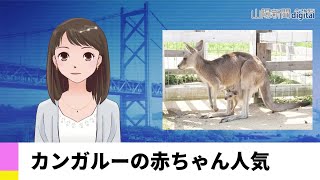 【５月６日】カンガルーの赤ちゃん人気　ＡＩアナＮＥＷＳ