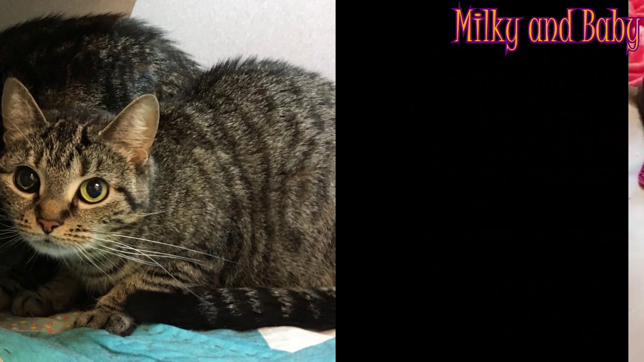humane animal rescue pittsburgh facebook Milky and Baby - Purrfect at HAR East End!