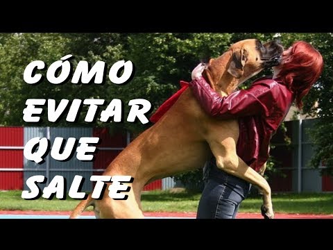 Video: 6 maneras fáciles de evitar que un perro salte