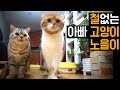 Dorky Dad Cat NOEL 철 없는 아빠 고양이 노을이 [SURI&amp;NOEL]