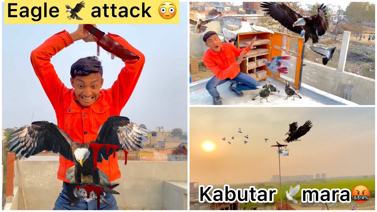 Eagles 🦅 ne attack kar 🕊️ diya😳🤬 !! Kabutar marne ki kosis🤬