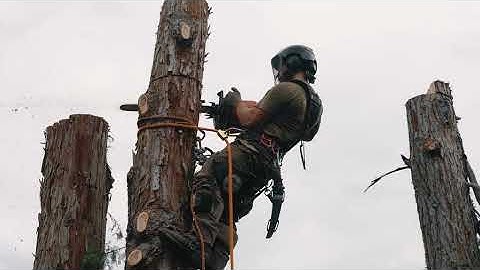 How Systemic Tree Service Gets More Leads With Tree Service Lead Machine