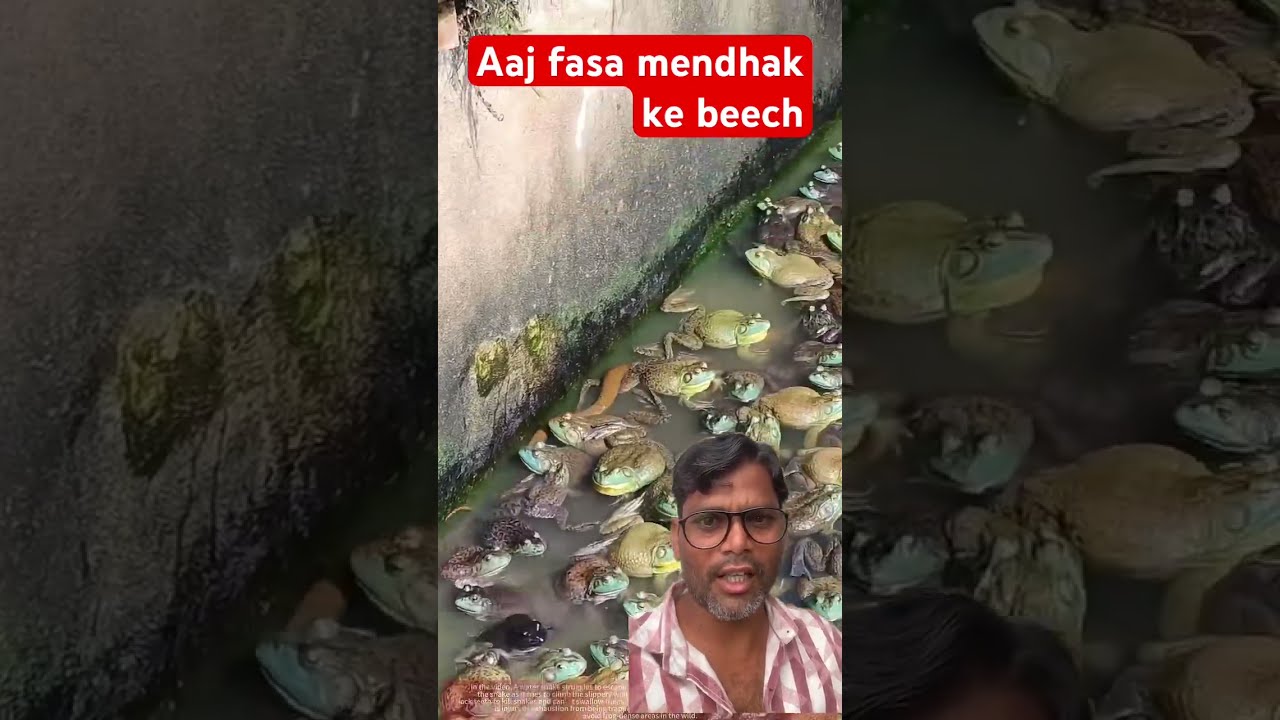Aaj To Fas Gaya Nature Youtubeshorts Snake Mendhak Viral Shortsfeed