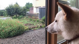 窓際で畑を見てまた走り回りたいと思っている柴犬ノン
