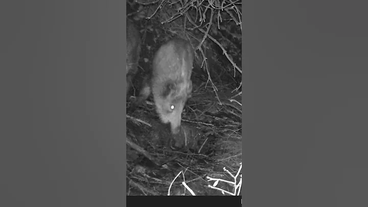 Big Wild Hog Caught on Trail Camera! #shorts