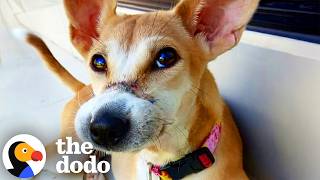 dog escapes meat truck finds family she deserved dodo