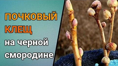 ☝🌿ПОЧКОВЫЙ КЛЕЩ НА ЧЕРНОЙ СМОРОДИНЕ. ЧТО ДЕЛАТЬ ОСЕНЬЮ. МЕТОДЫ БОРЬБЫ