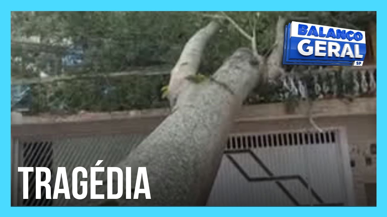 Balança Povão: Árvore cai na varanda de casa e prefeitura diz que não vai se responsabilizar