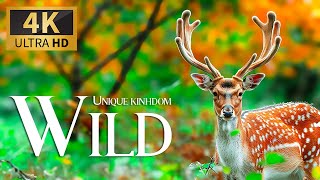 Unique Wild Kingdom 4K  Discovery Amazing Wildlife Film With Peaceful Relaxing Music and Nature