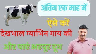 What to feed a pregnant cow in the last month / How to care for a pregnant cow | Ramawat Vet Gyan screenshot 1