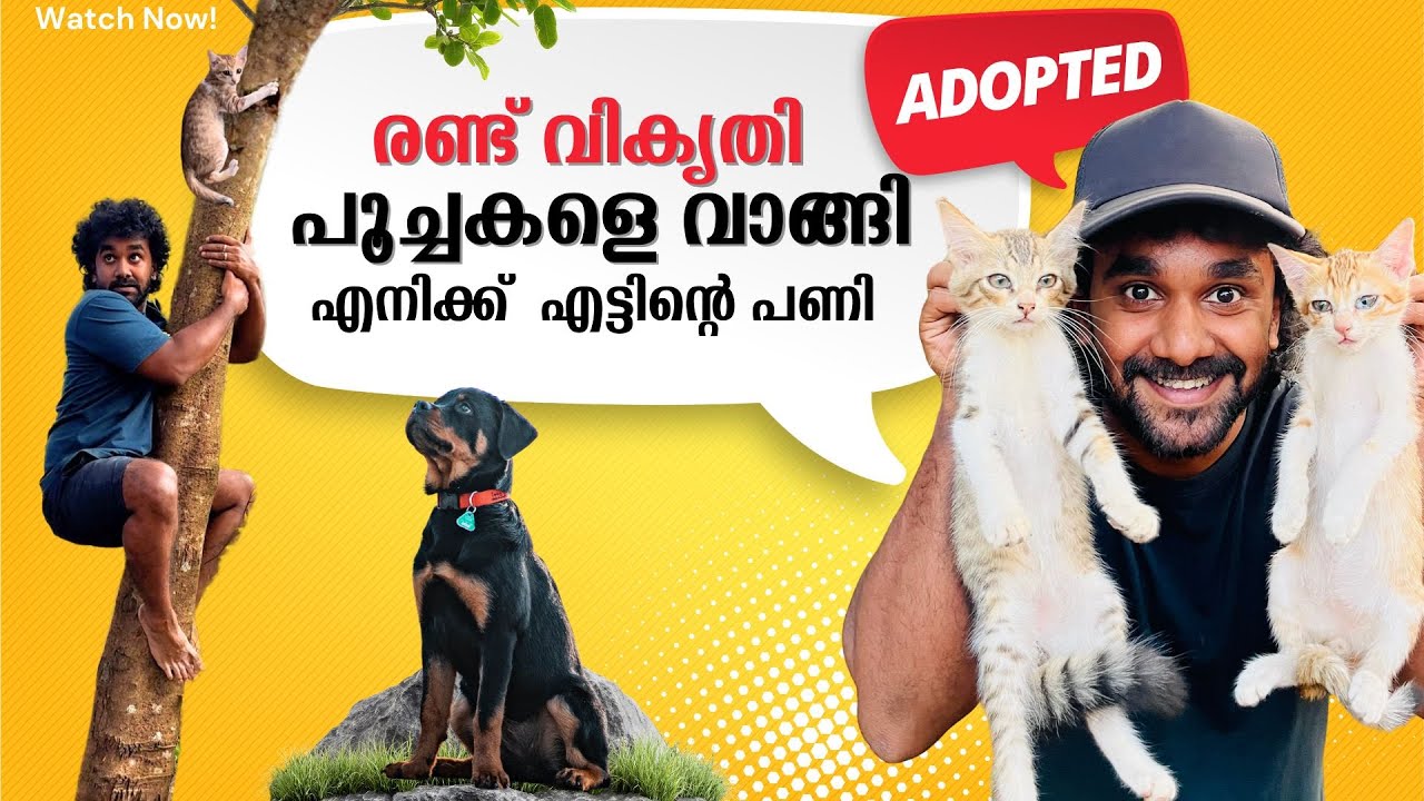 രണ്ട് വികൃതി പൂച്ചകളെ വളർത്താൻ വാങ്ങി | 