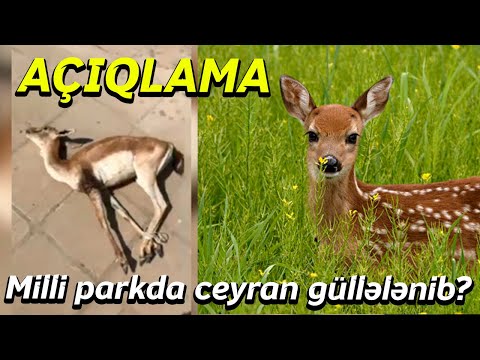 Milli parkda ceyran