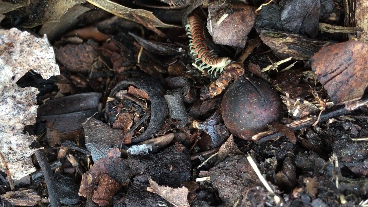A Millipede crawling around in the Leaf Litter in Houston, TX - YouTube