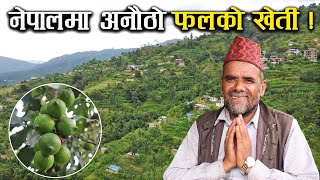 नेपालमा अनौठो फलको खेती ! - Macadamia Nuts farming in Nepal