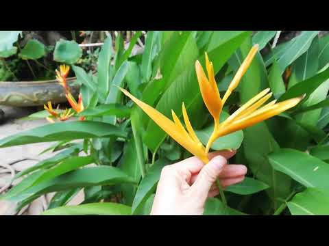 Video Hướng dẫn cách chăm sóc cây hóa thiên điểu-1 loại hoa... - youtube