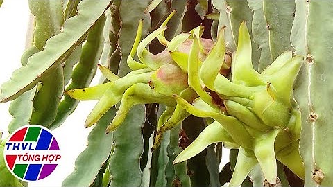 Bạn nhà nông - Kỳ 217: Chăm sóc vườn cây ăn trái mùa mưa - Trailer