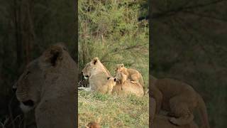 Lion cubs - \