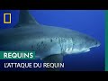 Un Jeune Surfeur Se Fait Attaquer Par Un Grand Requin Blanc