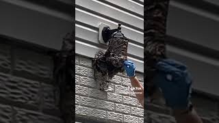 Bald-Faced Hornet Nest Removal - Summit Environmental Solutions